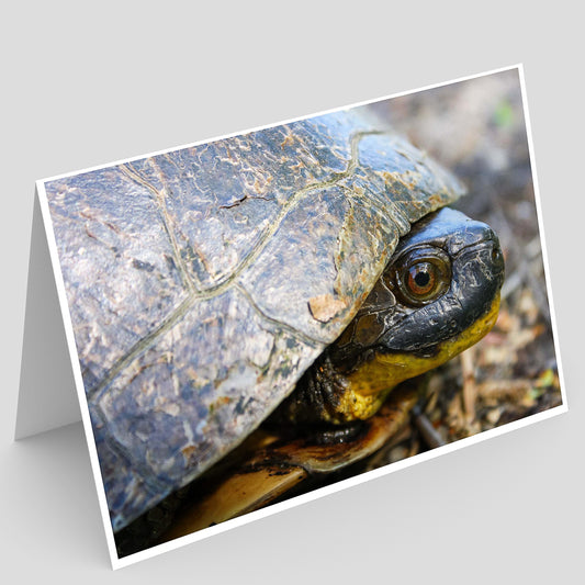 Greeting card photo print of a Blanding's turtle peeking out from under its shell 
