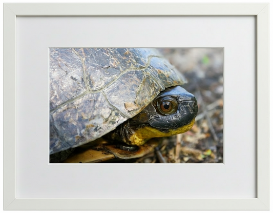 Close-up of a blandings turtle peeking out from its shell with a white frame.