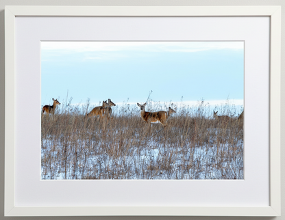 Framed photograph of deer in a winter field in iowa with a white border