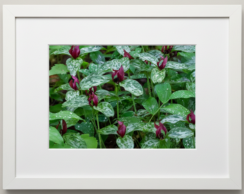 Photo print of a prairie trillium stand in a white frame with white mat board 
