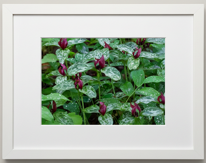 Photo print of a prairie trillium stand in a white frame with white mat board 