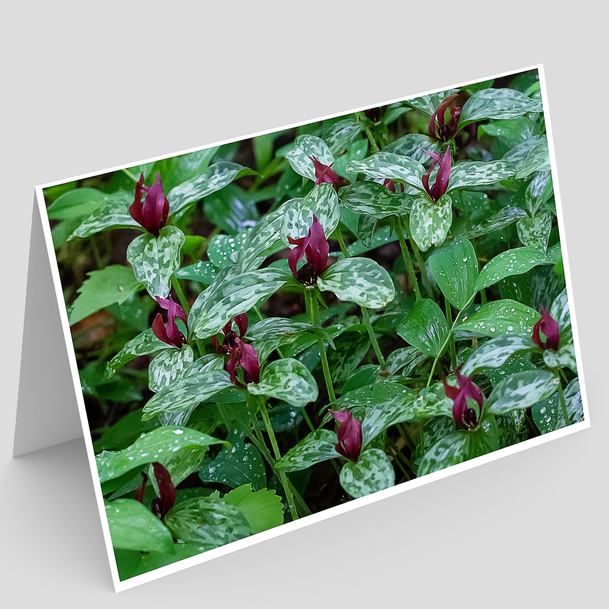 Card with a close-up of purple flowers and green leaves of prairie trillium on a gray background