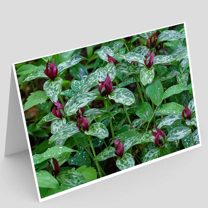 Card with a close-up of purple flowers and green leaves of prairie trillium on a gray background