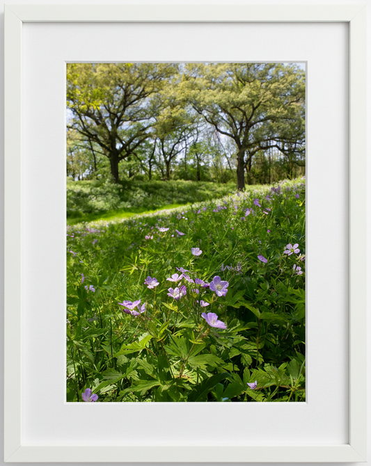 Framed photograph of an oak savanna floor with green grass and pink wild geranium flowers in the foreground and sunlit oak tress in the background 