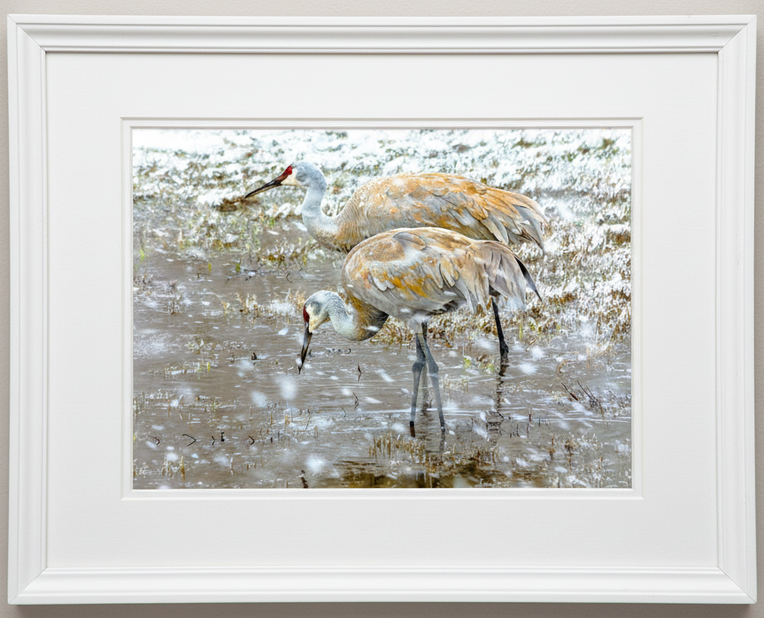 Photo print of Two sandhill cranes wading in water during an illinois snowstorm with a white frame