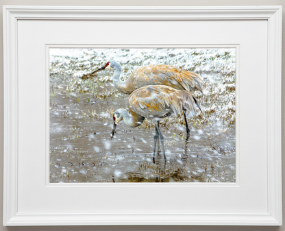 Photo print of Two sandhill cranes wading in water during an illinois snowstorm with a white frame