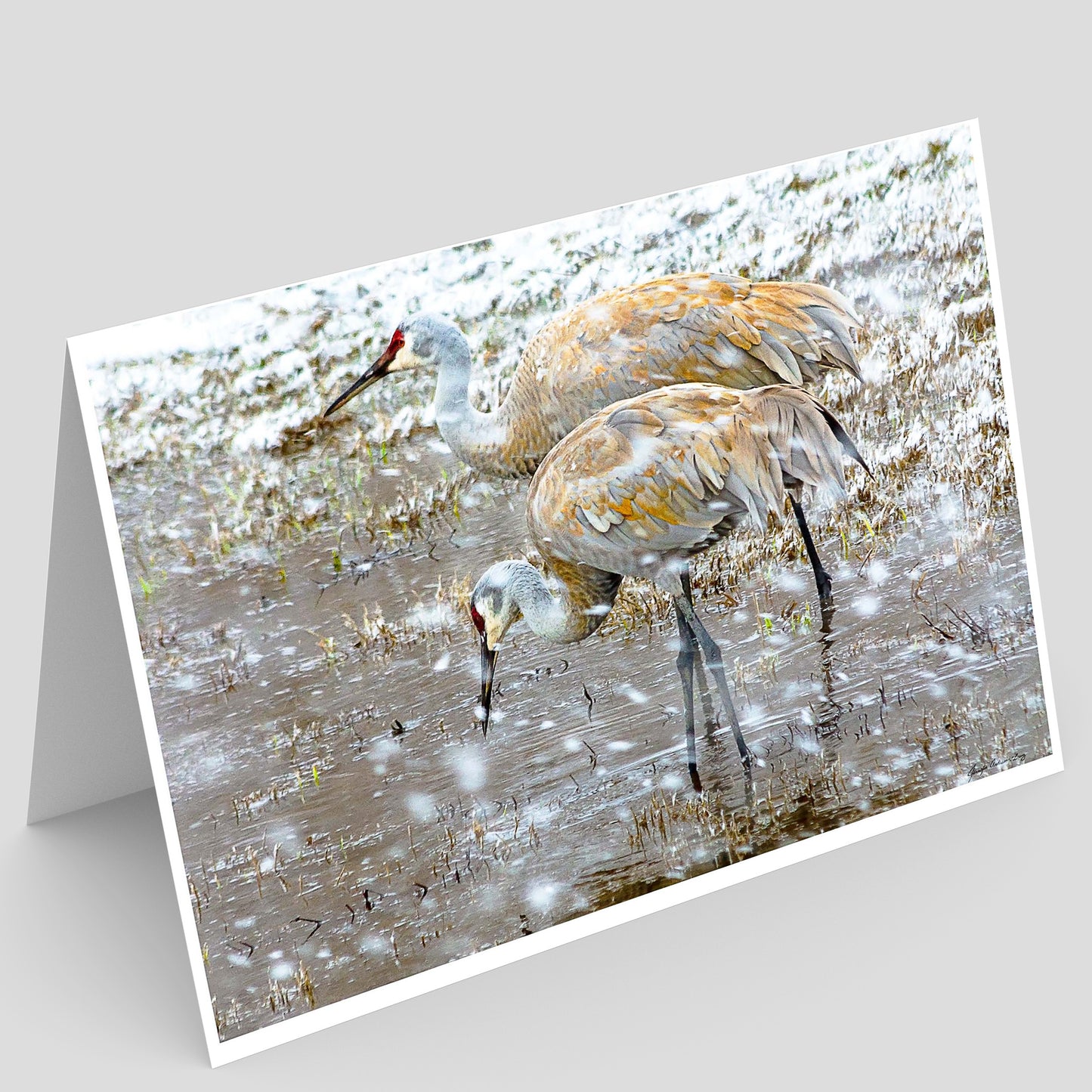 Full photo greeting card of Two sandhill cranes standing in an illinois  wetland with snowflakes falling.
