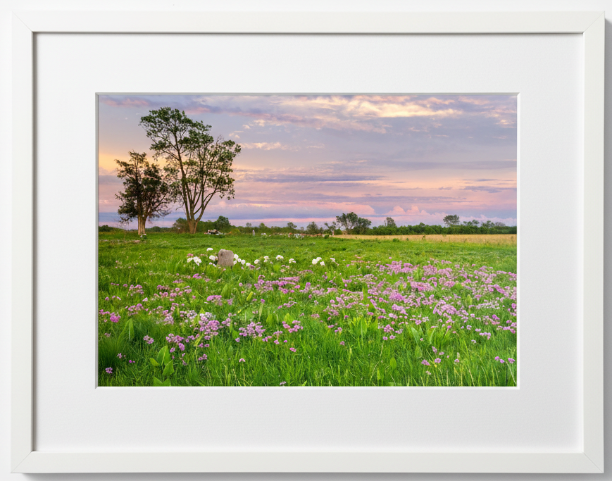 Framed photograph of a prairie field with flowers and trees at sunset.