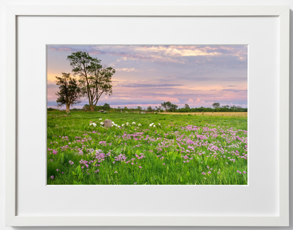 Framed photograph of a prairie field with flowers and trees at sunset.