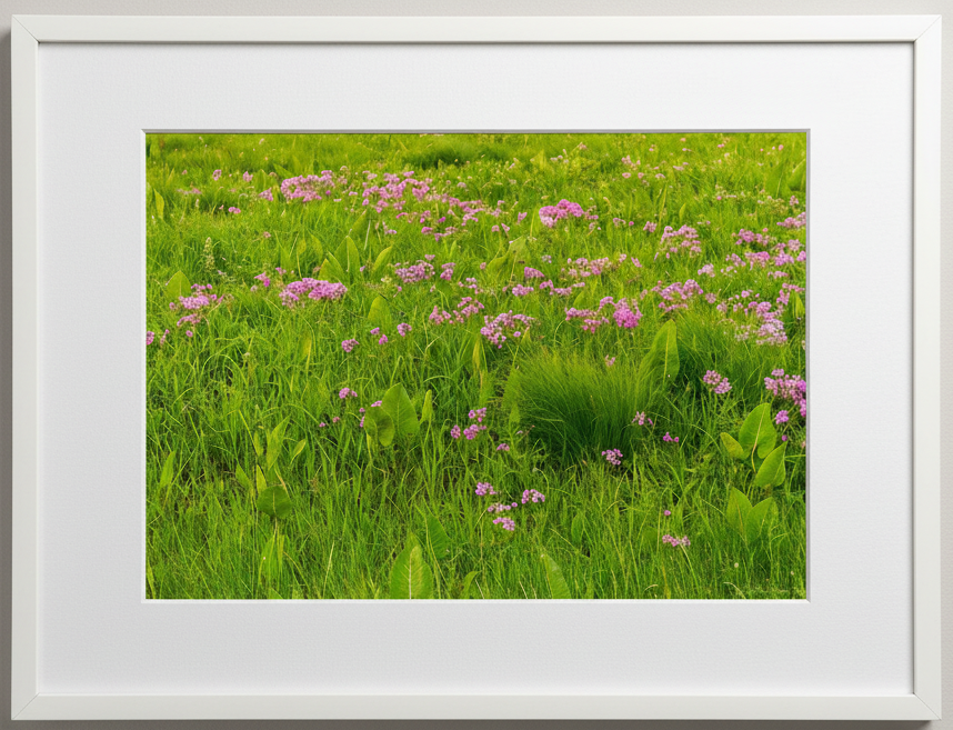 Framed photograph of an illinois prairie with pink flowers and green grass.