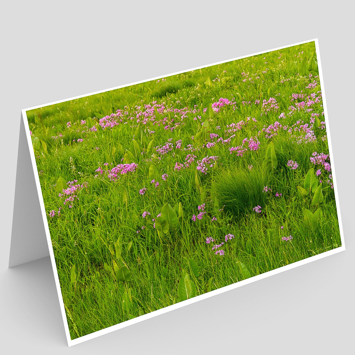 view of a Full photo Greeting card of a prairie field of green grass and pink flowers on a gray background
