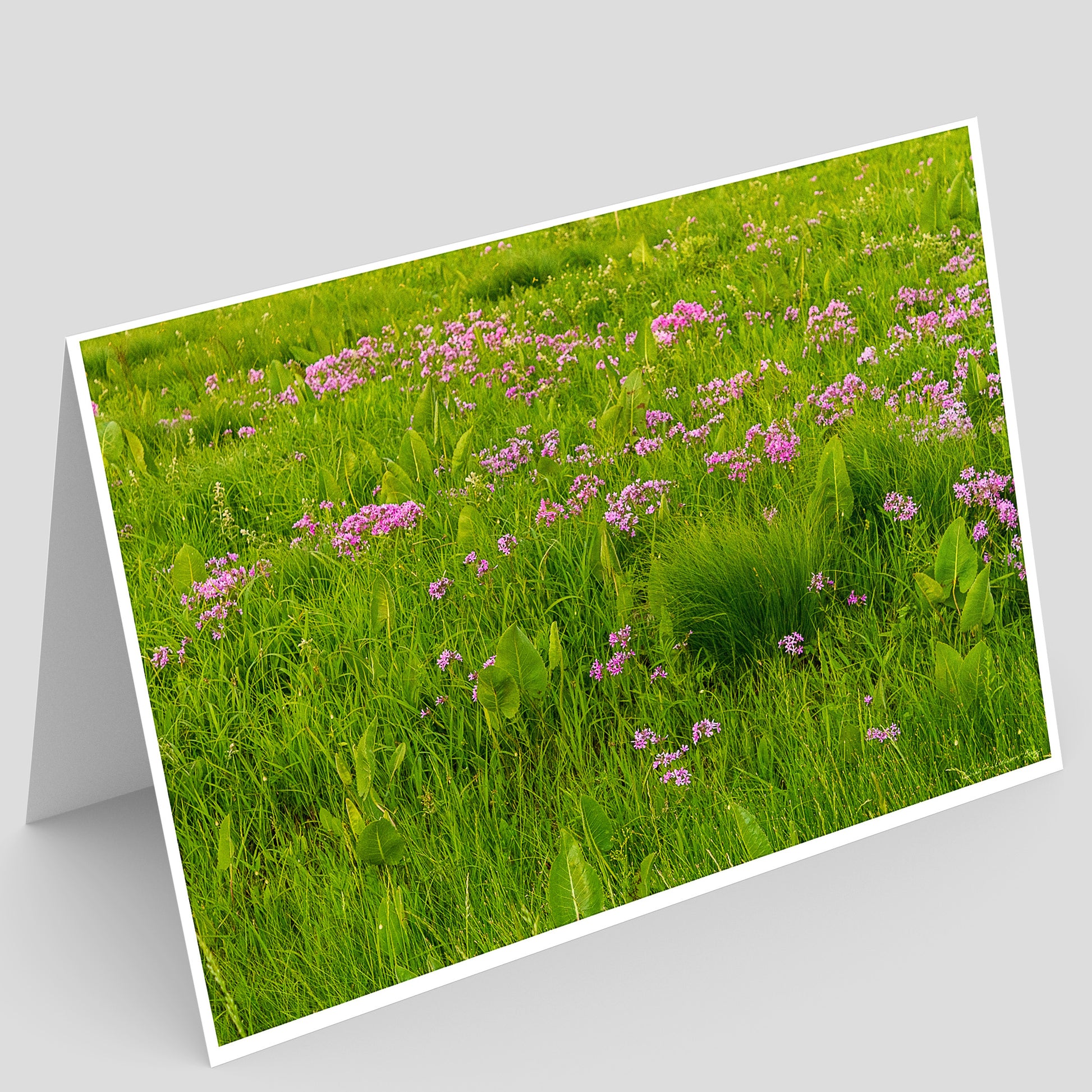 view of a Full photo Greeting card of a prairie field of green grass and pink flowers on a gray background