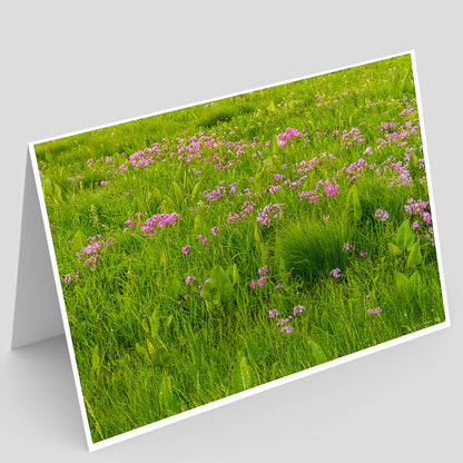 view of a Full photo Greeting card of a prairie field of green grass and pink flowers on a gray background