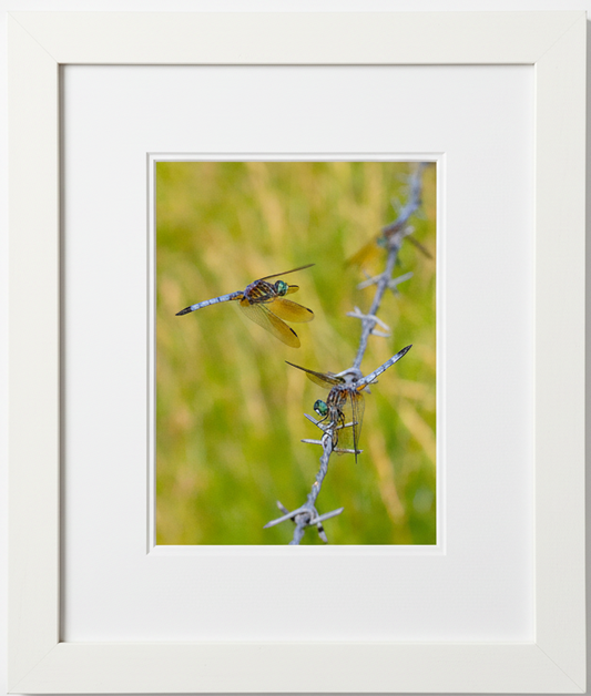 Two dragonflies on a barbed wire with a blurred green background inside a white frame.