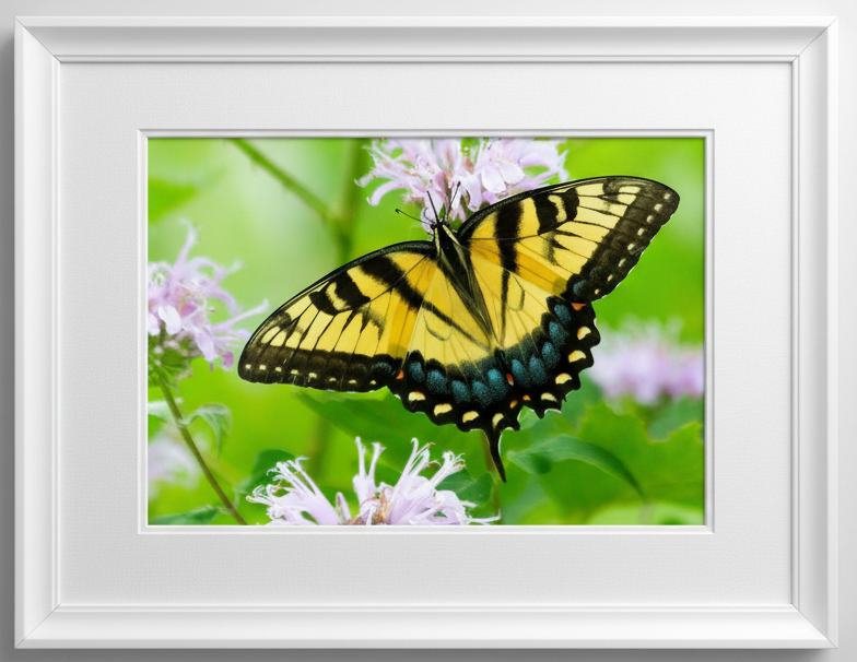Tiger swallowtail Butterfly on a beebalm flower with a white frame