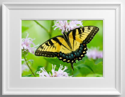 Tiger swallowtail Butterfly on a beebalm flower with a white frame
