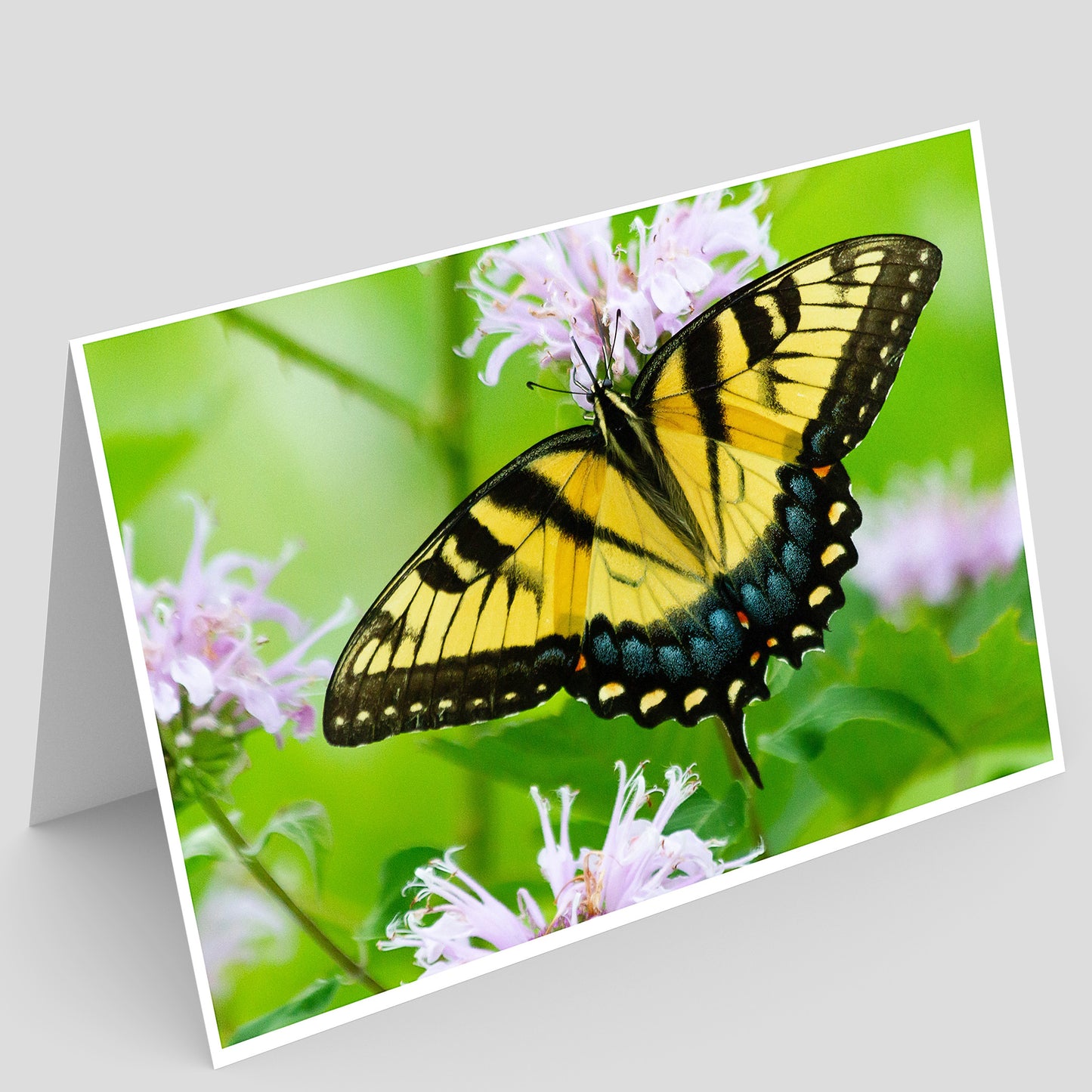 Rochester Cemetery Prairie Greeting Card IMG_6934