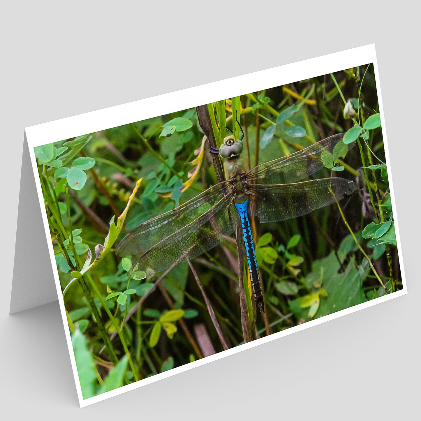 Green darner Dragonfly resting on a branch in an illinois sand prairie

