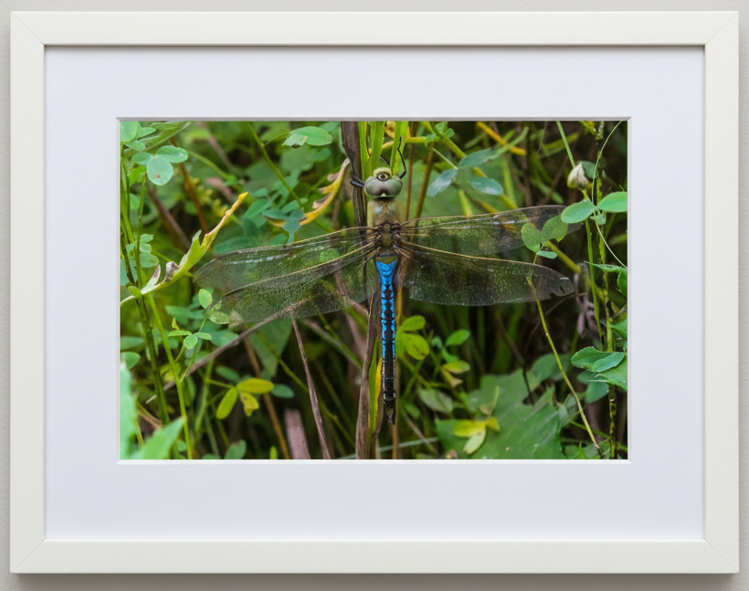 Framed photograph of a common green darner dragonfly on a branch with green leaves in Illinois 