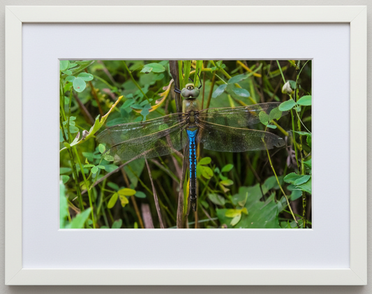 Framed photograph of a common green darner dragonfly on a branch with green leaves in Illinois 