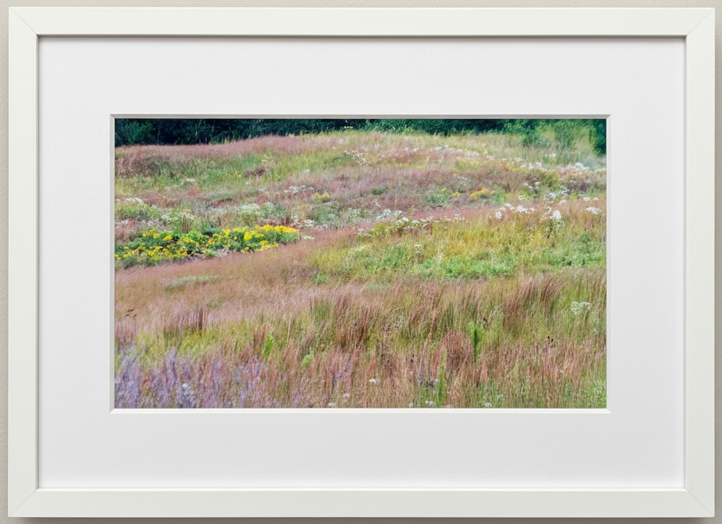 Framed photograph of a fall prairie with various plants and flowers.