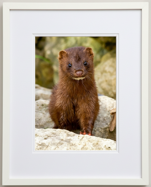 Framed photo print of an American mink sitting on a rock with a natural background in Illinois 