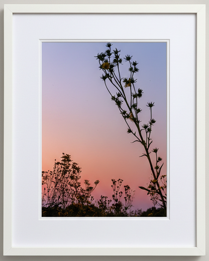 Framed artwork of a silhouette of prairie plants against a gradient sunset sky.