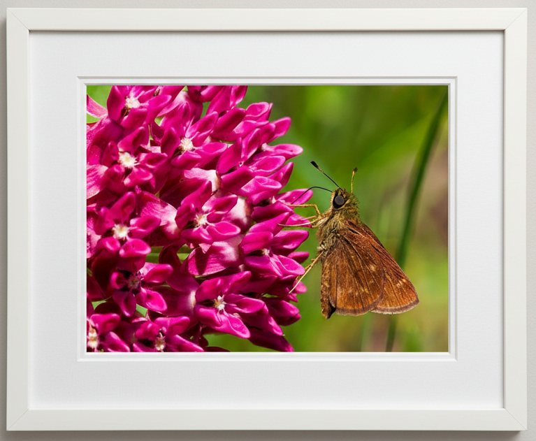 Skipper Butterfly on purple milkweed flowers in iowa in a white frame