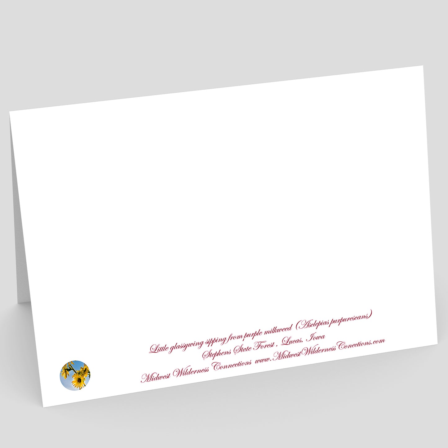 Stephens State Forest Greeting Card IMG_7679