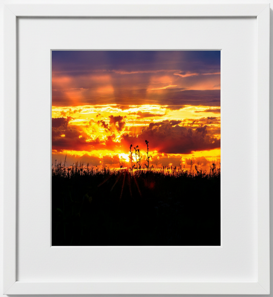 Framed photograph of a sunset with vibrant colors and silhouetted prairie plants in Iowa 