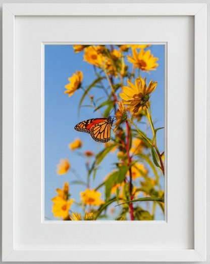 Monarch Butterfly on a sunflower with a blue sky background in an illinois prairie 