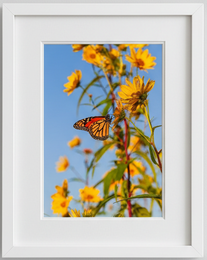 Monarch Butterfly on a sunflower with a blue sky background in an illinois prairie 