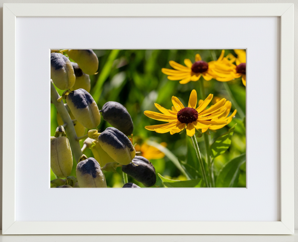 Framed photograph of grayheaded coneflower and white wild indigo seed pods in an illinois prairie with a white border