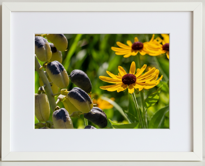Framed photograph of grayheaded coneflower and white wild indigo seed pods in an illinois prairie with a white border