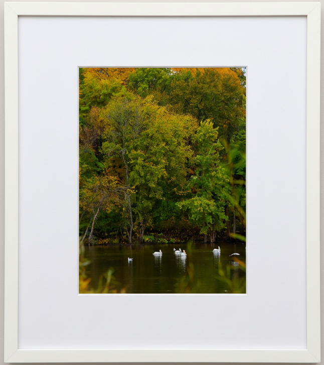Framed photograph of a fall forest scene with trees and american white pelicans floating on still water.