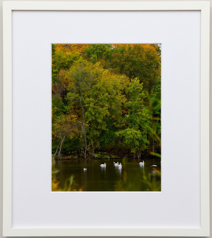 Framed photograph of a fall forest scene with trees and american white pelicans floating on still water.