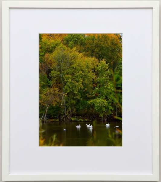 Framed photograph of a fall forest scene with trees and american white pelicans floating on still water.