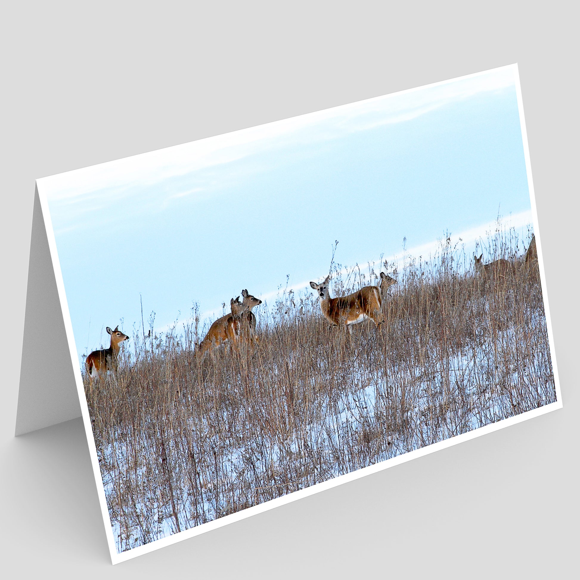 Full photo print of white tailed deer in a snowy prairie field in iowa under a pale blue sky