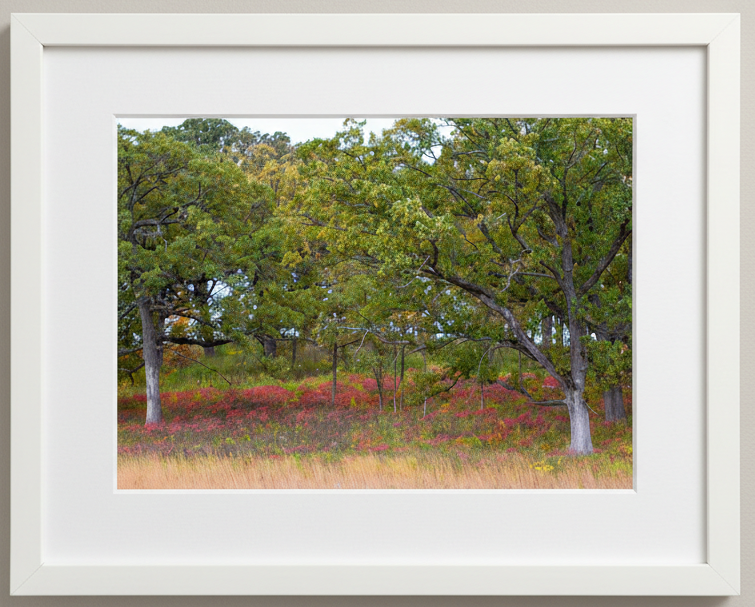 Framed photograph of a fall oak savanna scene with trees and undergrowth in iowa
