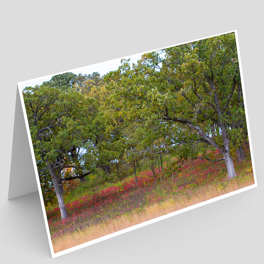 Scenic full photo greeting card with a view of fall oak savanna trees with  colorful ground cover in Iowa on a gray background