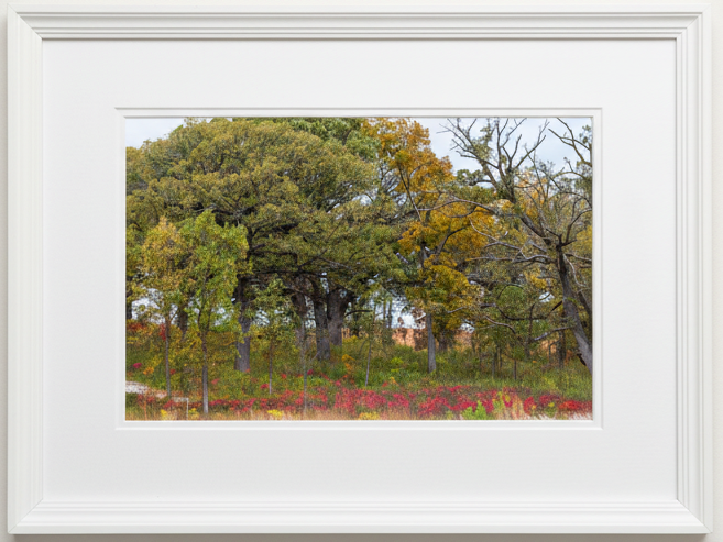 Framed photograph of oak savanna trees with autumn foliage and a white frame.