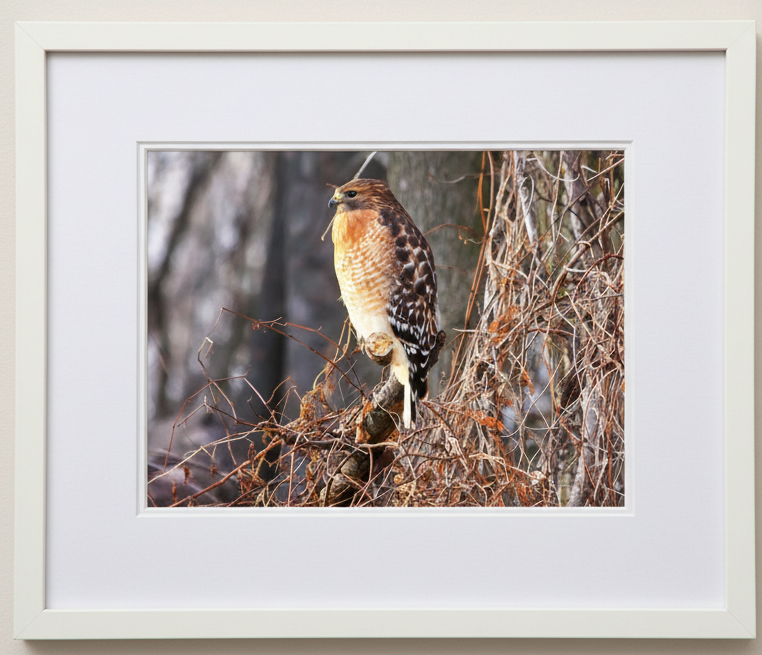 Framed photograph of a red-shouldered hawk (bird) perched on branches with a white frame.