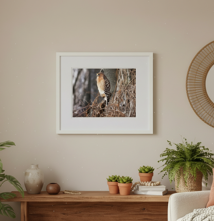 Framed nature photograph on a wall above a wooden console table with decorative items. The nature of photograph features a red shouldered Hawk, a type of bird, Sitting on a branch in a mississippi river backwater forest in iowa