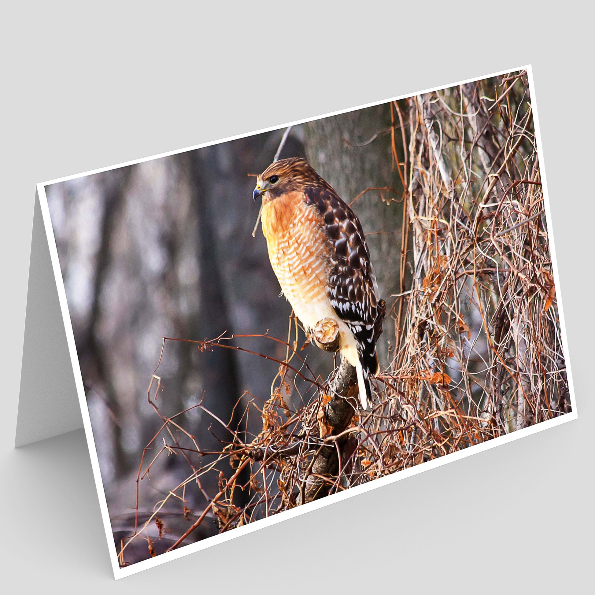 Red-shouldered hawk Bird perched on a branch with a natural background at the Credit Island Mississippi River backwaters in Iowa
