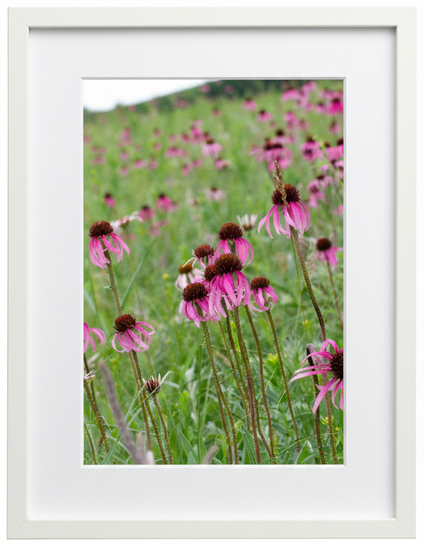 Framed photograph of pale purple coneflowers in an Illinois prairie 