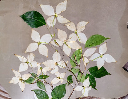 Plaster Botanical Bas Relief Artwork