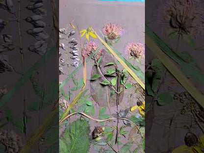 Plaster Botanical Bas Relief Wall Art