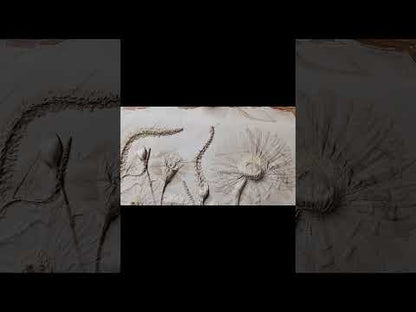 Gerber Daisy, Carnation & Veronica Plaster Botanical Bas Relief Wall Art