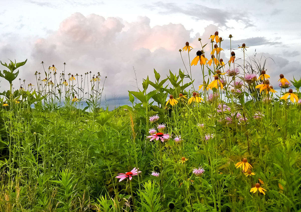 1:1.4 crop of the photo print featuring prairie wildflowers under a sky of storm clouds