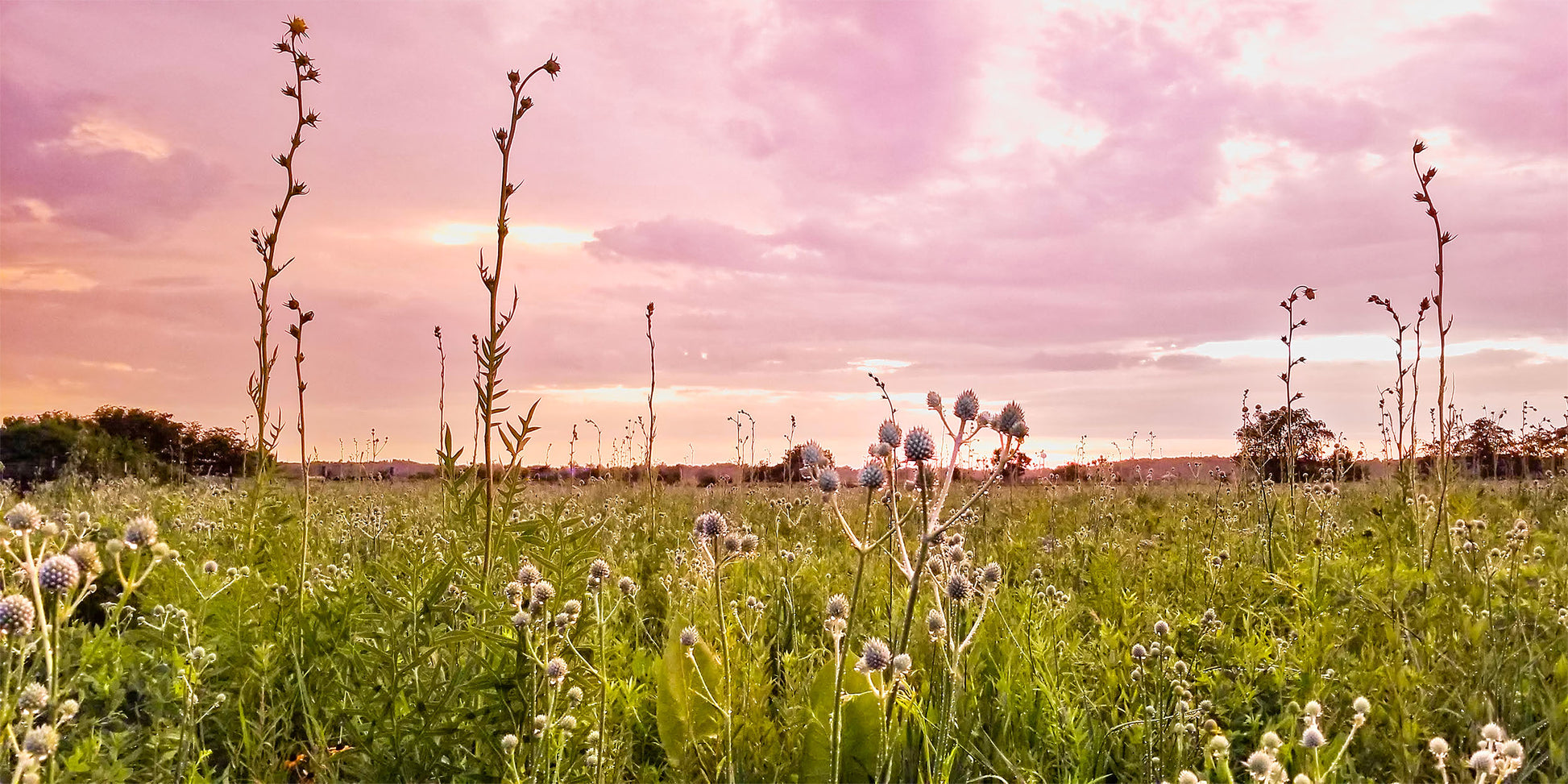 1:2 Panoramic rain drenched midwest prairie under a pink storm cloud sky.